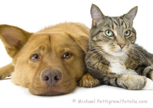 Katzenurin aus der Couch entfernen