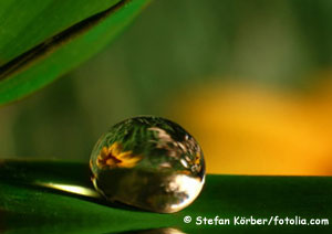 Wie Uringeruch entsteht und wie Sie Uringeruch schnell und nachhaltig entfernen!