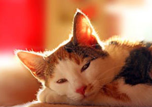 Katzenuringeruch aus Ledercouch entfernen