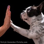 Hundegeruch und wie Sie ihn vermeiden können