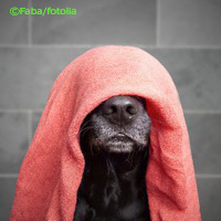 Hundeurin aus Teppich entfernen